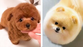 These puppies are so adorable!😋   See what funny actions they are doing 😍😋| Cute Puppies