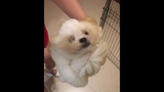 Borgy the Shihtzu's Attempt to Save the World- CUTENESS OVERLOAD!