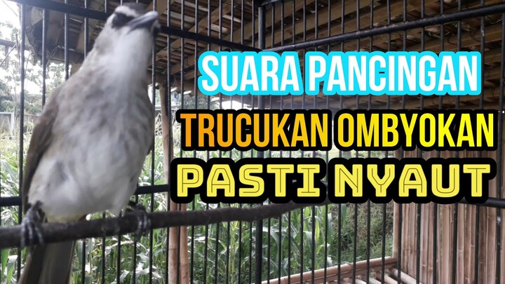 VIRAL DIJAMIN NYAUT!!! Suara Pancingan Trucukan Ombyokan Pasti Nyaut