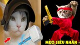 Thú Cưng Vlog | Mèo Siêu Nhân & Mèo Người Nhện #4 | Mèo thông minh vui nhộn | Smart cats funny pets