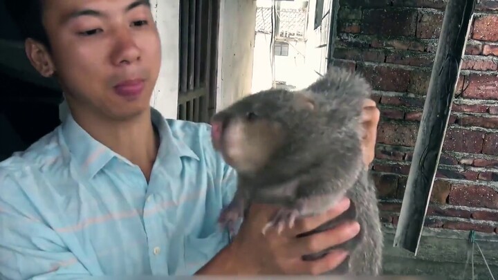 [Petualangan Aneh Tikus Bambu] Buka Huanong Bersaudara dengan cara JOJO