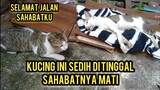 Subhanallah Kucing Ini Setia Banget Menunggu Sahabatnya Yang Sudah Mati..!
