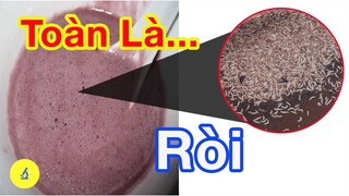 Soi Mắm Tôm Dưới Kính Hiển Vi Và Cái Kết | Kính Hiển Vi