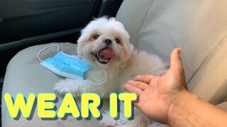 To Wear A Mask Or Not? ( Cute & Funny Shih Tzu Dog Video )