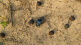 Is poop fake? The dung beetle was deceived!