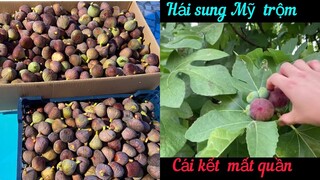 Cuộc Sống Pháp | Hái sung Mỹ trộm ở Pháp và cái kết đắng | nước pháp | Cathy Gerardo