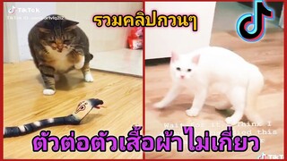 รวมคลิปสัตว์ฮาๆเด็ดๆ(ในแอปTiktok #32)​[ตัวต่อตัวเสื้อผ้าไม่เกี่ยว.. ]