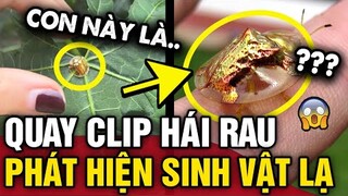 Quay clip HÁI RAU, cô gái bất ngờ khi dân mạng đòi CHI 30 TRIỆU để mua lại SINH VẬT LẠ | Tin 3 Phút