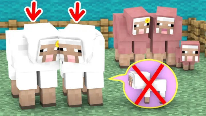 Monster School : A Poor White Sheep Is Unable To Give Birth - Minecraft Animation