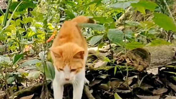 CAT FIGHTING SKILLS WITH THE SNAKE