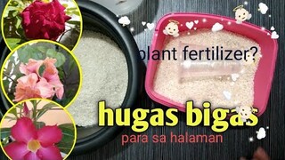 WHAT ARE THE BENEFITS OF RICE WATER (Hugas Bigas)TO PLANTS| Benepisyo ng hugas bigas sa halaman🌺🌿