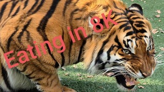 Tigers eating in 8K video from S20 ultra !