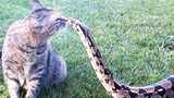 FEARLESS CATS 😹 23 Badass Cats ที่จะทำให้คุณทึ่ง Funny Pets