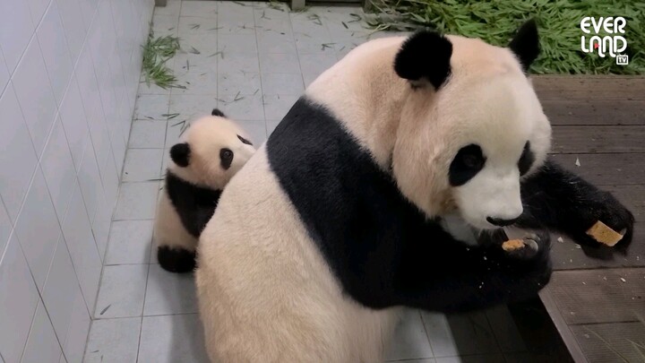 [Animals]When baby panda FuBao keep harassing its mom... 