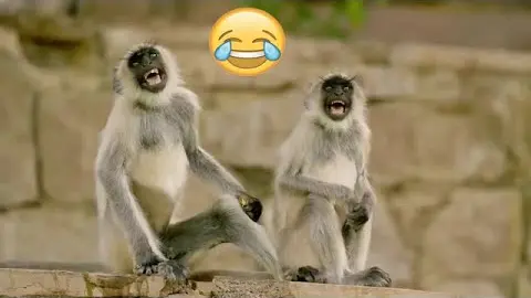 Funniest Animals 😂 - Best Of The monkey compilation Funny Animal Videos 😁  - Cutest Animals Ever 💕😍 - Bilibili