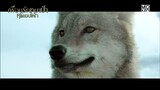 ออกล่าหมาป่า | Wolf Totem เพื่อนรักหมาป่าสุดขอบโลก | ไฮไลท์
