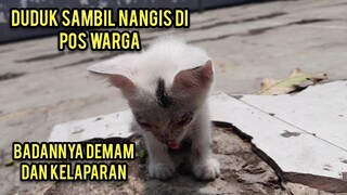 Anak Kucing Sedang Sakit Duduk Sambil Sedih Di Pos Warga Menunggu Pertolongan Datang..!