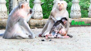 Tiny Baby Bean Running At Looking Male Monkey With Powerful Actions