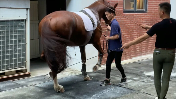 The dancing warmblood horse has its hooves nailed