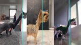 Time Warp Scan Jurassic - TikTok Compilation Dog And Cat