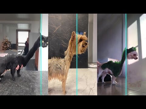 Time Warp Scan Jurassic - TikTok Compilation Dog And Cat