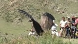 [Animals] This Is The Largest Eagle I've Ever Seen
