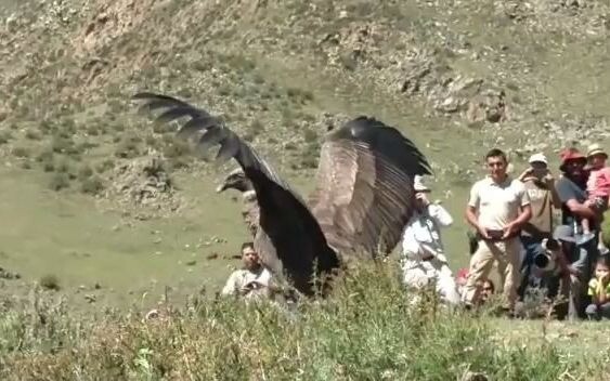 [Animals] This Is The Largest Eagle I've Ever Seen