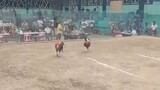 fastest kill solo champion 6cock derby 🏆 #FantasticjamesGF
