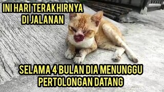 Kucing Liar Hidungnya Kena Tumor Ganas Menangis Minta Tolong Untuk Di Obati..!