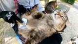 [Hewan] Relawan Menyisir Rambut Kucing di Pangkuannya