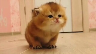 猫：哼╭(╯^╰)╮ 我：小奶猫……嘿嘿🤤