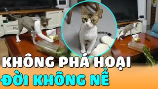 Không PHÁ HOẠI, ĐỜI Không NỂ | Siêu Thú Cưng