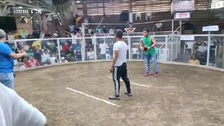 PAGSALABOK FIESTA 4 COCK/COMBO DERBY - First fight win using Possum Boston crossed bullstag.