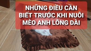 Những điều cần biết trước khi nuôi mèo anh lông dài