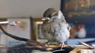 Burung pipit kecil diselamatkan oleh netizen