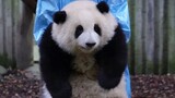 【Panda】Huahua is still taken away by the keeper
