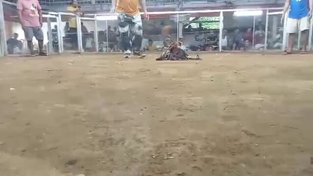red kelso Panget vs 55k bulik patibayan