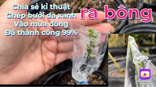 Chia sẻ kĩ thuật ghép bưởi da xanh ra bông thành công 99% vào mùa đông..