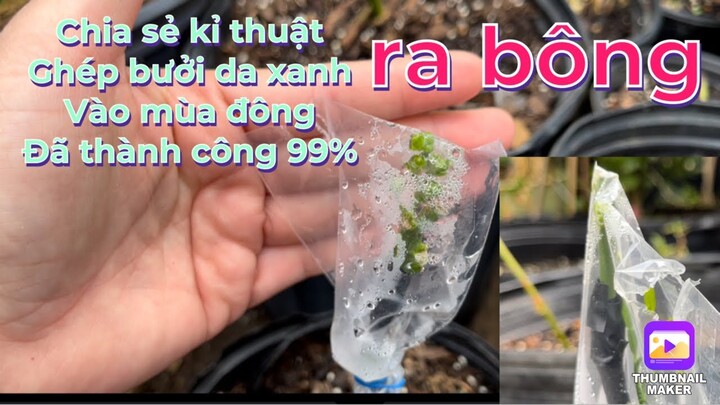 Chia sẻ kĩ thuật ghép bưởi da xanh ra bông thành công 99% vào mùa đông..