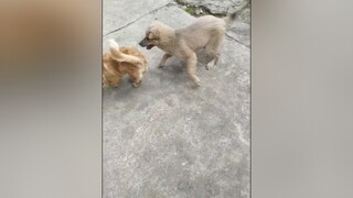 Yêu Bông Bơ thì tim và cmment đi ạ. cunyeucuadua yeucho yeuchomeo cún cúncon chó chómèo chócon chókhôn yeuchomeo chócute pet dogsoftiktok