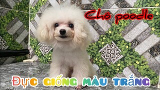 Chó Poodle màu trắng đực giống nặng 1,2kg . Mời cả nhà cùng xem