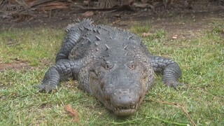 WHAT A CROC