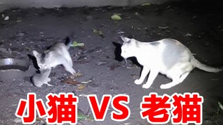 小猫抓老鼠 VS 猫妈妈抓老鼠