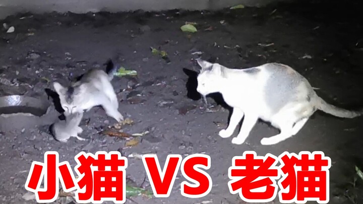 小猫抓老鼠 VS 猫妈妈抓老鼠