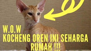 MENGEJUTKAN!!! BUAT PELIHARA KUCING INI HARUS KELUAR UANG SAMPAI MILIARAN RUPIAH