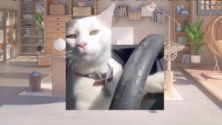 [Meme kucing] "Kehidupan menjadi pembawa berita virtual dan ditusuk dari belakang oleh hadiah dari k