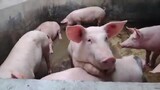 Bí Mật Về Loài Lợn - Lợn Không Hề Ngu - Nhện Tri Thức#1.2