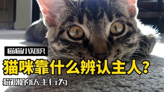 猫是怎么识别主人的？你的猫能认出你吗