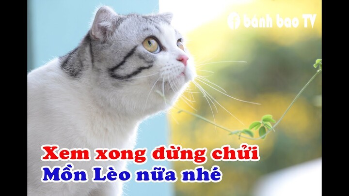 12 điều thú vị về loài mèo | Bí mật thú cưng | Bánh bao Tivi