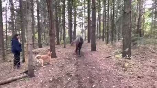 Horse kicks tree, farts on dogs, refuses to elaborate further then runs away